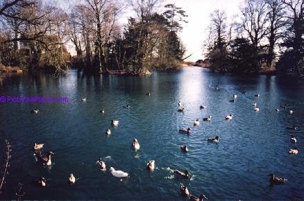 Duck  Pond
